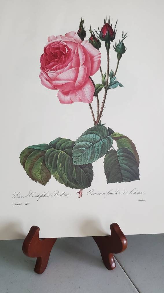 Rosa Centifolia Bullata - Pierre Joseph Redouté as art print