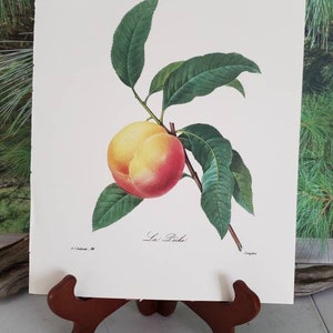 P. J. Redoute Peach Botanical Print: Vintage La Pêche Wall Art (Frame Not Included) Bild 5