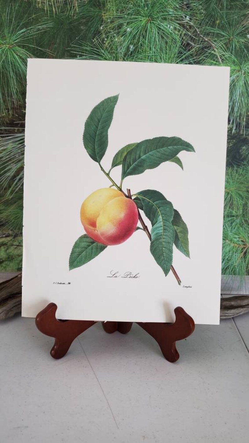 P. J. Redoute Peach Botanical Print: Vintage La Pêche Wall Art (Frame Not Included) Bild 5