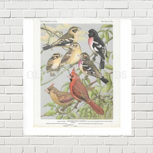Cardinal Digital Download from Vintage Bird Bookplate by Walton Alois Weber Instant Printable Bird Art Cardinal