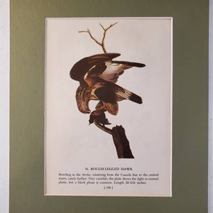 1950s John James Audubon American Rough Legged Hawk / Broad Winged Hawk Color Bookplate (Mat Not Included) Double Sided Print #1572