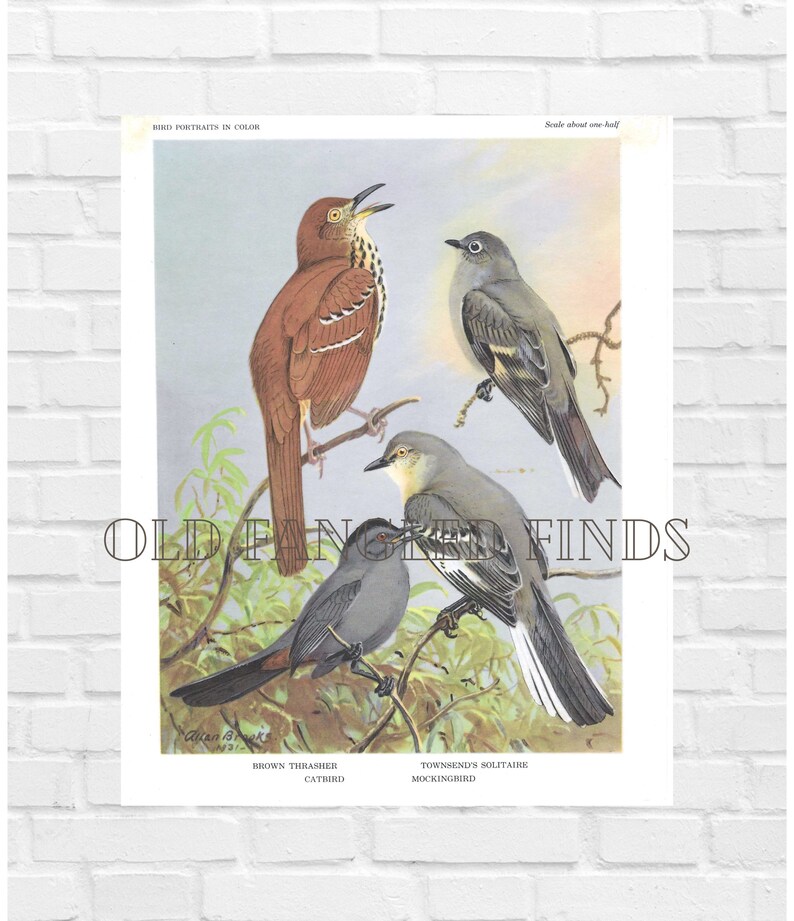 Digital Download Brown Thrasher, Catbird, Mockingbird Art Print Allan Brooks / 1960s Book Plate Instant Download image 1