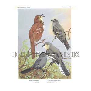 Digital Download Brown Thrasher, Catbird, Mockingbird Art Print Allan Brooks / 1960s Book Plate Instant Download image 2