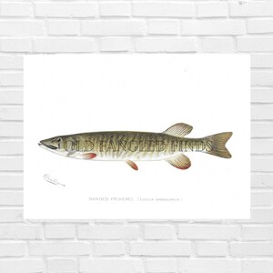 Banded Pickerel Denton Fish Digital Download of Antique 1897 Signed / Instant Download Printable Fish Art