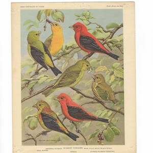 Walter Alois Weber Scarlet Tanager Book Plate / Vintage Scarlet Tanager Bird Wall Art   #1903