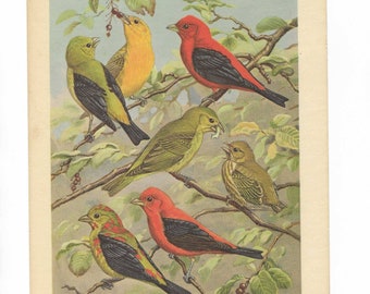 Walter Alois Weber Scarlet Tanager Book Plate / Vintage Scarlet Tanager Bird Wall Art   #1903