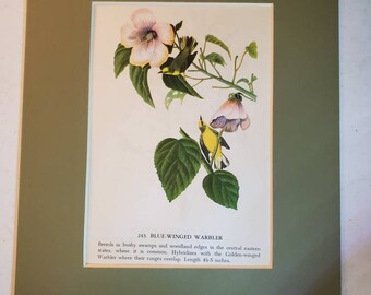 1950's John James Audubon Blue-Winged Warbler/ Orange Crowned Warbler Color Book Plate (Mat Not Included) Double Sided #1615