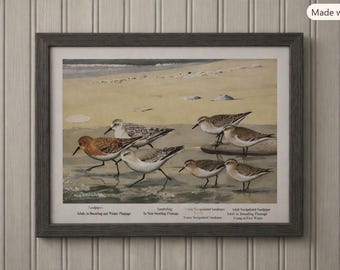 Louis Agassiz Fuertes Sandpiper New England Birds Original Bookplate  #2166  (Frame Not Included)