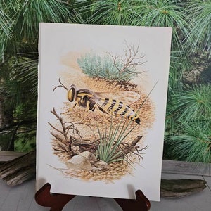 Vintage Hornet Bookplate 12 Inches High X 9 Inches Wide Severt Andrewson Gallery Wall Art Entomologist Gift Frameable Wall Art  #3271