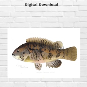 Descarga digital de pez Tautog Denton de la antigua impresión de pez firmada por Tautog de 1901 / Descarga instantánea de arte de pez imprimible