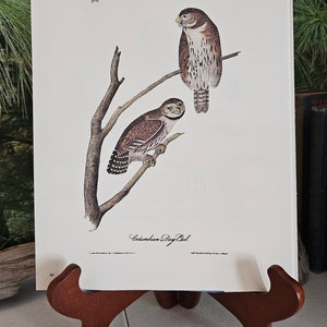 May include: A vintage illustration of two Columbian Day Owls perched on a branch. The owls are brown and white with yellow eyes. The illustration is on a white background with the text "Columbian Day Owl" and "Pl. 30." printed below the owls.