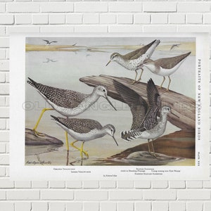 Greater Yellow Legs & Spotted Sandpiper Digital Download Antique 1932 Portraits Of New England Birds / Instant Printable Bird Art