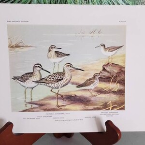 W. J. Breckenridge Pectoral Sandpiper & Spotted Sandpiper Book Plate 33 Vintage Color Portraits Bird Wall Art