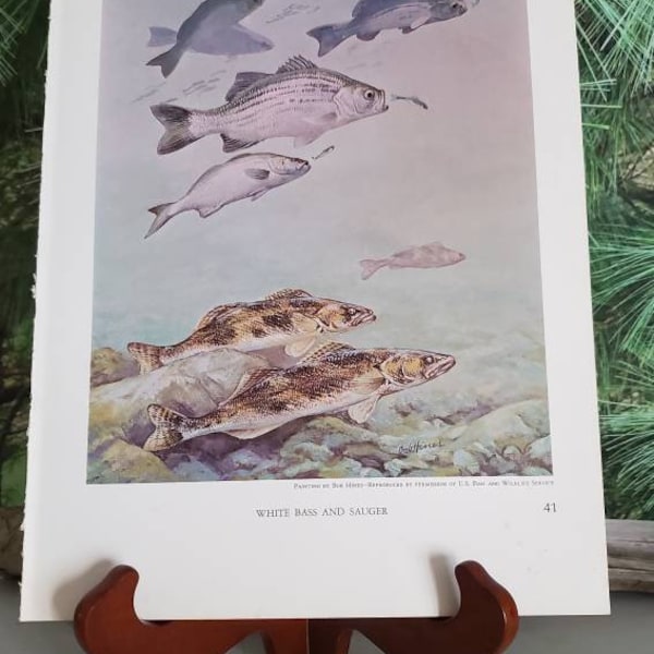 Bob Hines White Bass And Sauger & Fred Sweney Muskellunge Signed Bookplate Vintage Color Fish Wall Art  #41/42