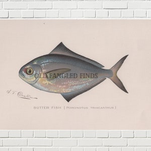 Artist Signed Denton Fish Digital Download of Antique 1902 Signed Butterfish Print / Instant Download Printable Fish Art