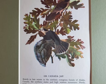 1950's John James Audubon American Canada Jay/Purple Martin Color Illustration Book Plate (Mat Not Included) Double Sided Print #1537