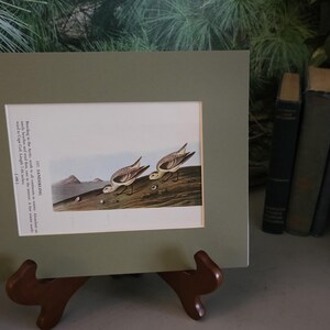 Audubon Sanderling/Avocet Bookplate: 1950s Double Sided Bird Art