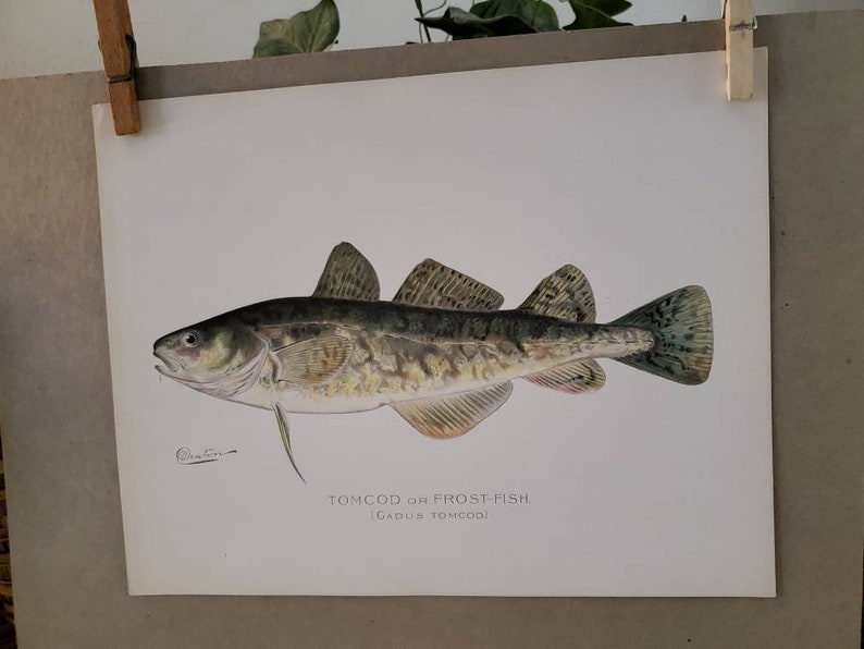 1902 Tomcod or Frost Fish Signed Sherman F. Denton - Etsy