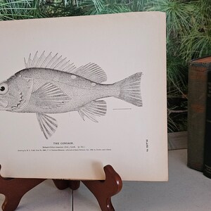 H. L. Todd Milner&#39;s 1880 Antique The Corsair, Plate 79 Lithograph Uncolored  Wall Art Gift For Him  #4384
