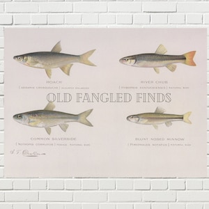 Digital Download Antique Freshwater Fish Roach, River Chub Signed Print by Sherman F. Denton / Digital Wall Art Fish Print