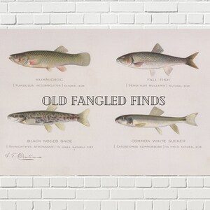 Digital Download Antique Mummichog Fall Fish Artist Signed Print by Sherman F. Denton / Digital Wall Art Fish Print