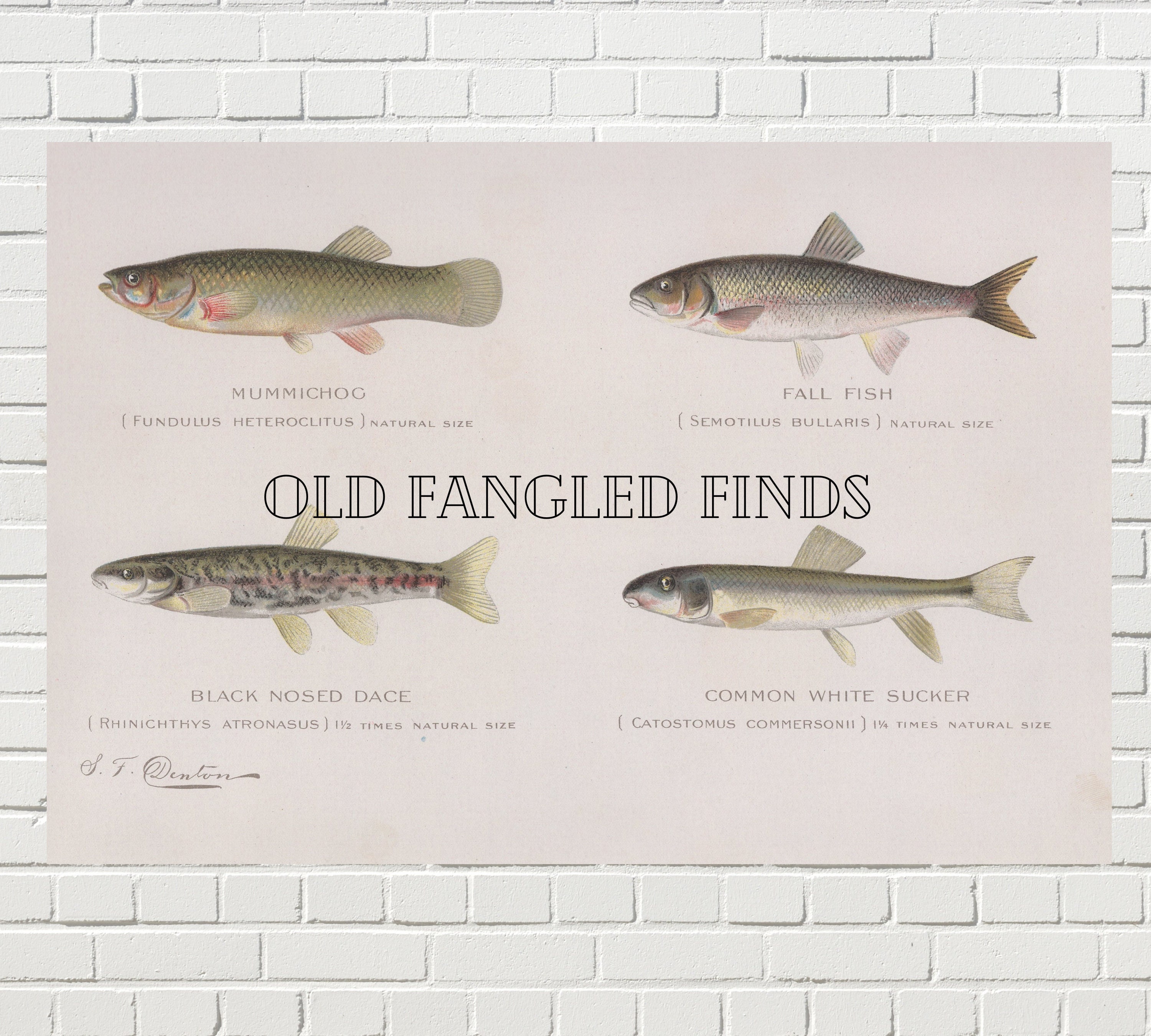 マッカラム 6'3 McCALLUM Gypsy Fish
Gypsy Fish McCallum Hand Shape Gypsy Fish 5.8|Okinawa surf shop YES SURF