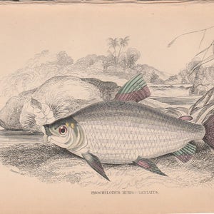 1880s Antique Jardine&#39;s Naturalist&#39;s Library Hand Colored Fish Print Prochilodus Burro Lentatus