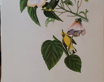1950s John James Audubon Blue-Winged Warbler 243 & Orange Crowned Warbler 244 Color Book Plate (Mat Not Included) Double Sided #2209