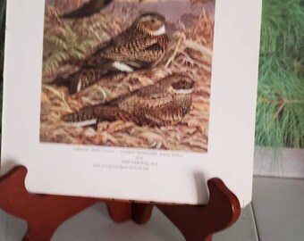 1960 Vintage "NIGHTHAWK CHIMNEY SWIFT WHIPPOORWILL" WEBER GORGEOUS Lithograph 46 