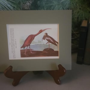 Audubon Scarlet & Glossy Ibis Bookplate: 1950s Double Sided Bird Art