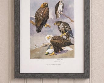 Allan Brooks Eagle Art Print, Vintage Bird Bookplate 17 (Frame Not Included)
