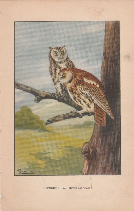 1926 Vintage TODHUNTER BIRDS /"BARN OWL/" STUNNING 90 YEARS OLD Color Lithograph
