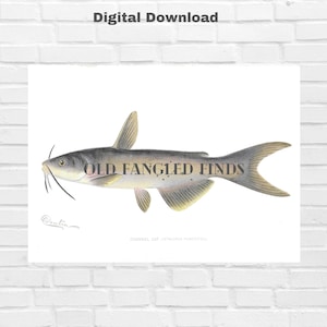 May include: A vintage illustration of a channel catfish, a type of freshwater fish, with the text "OLD FANGLIED FINDS" superimposed on the image. The caption below the fish reads "CHANNEL CAT (ICTALURUS PUNCTATUS)".