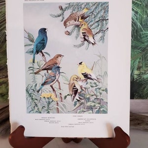May include: A vintage bird illustration print featuring an indigo bunting, a pine siskin, and an American goldfinch. The print is titled "Bird Portraits in Color" and includes the scientific names and descriptions of each bird.