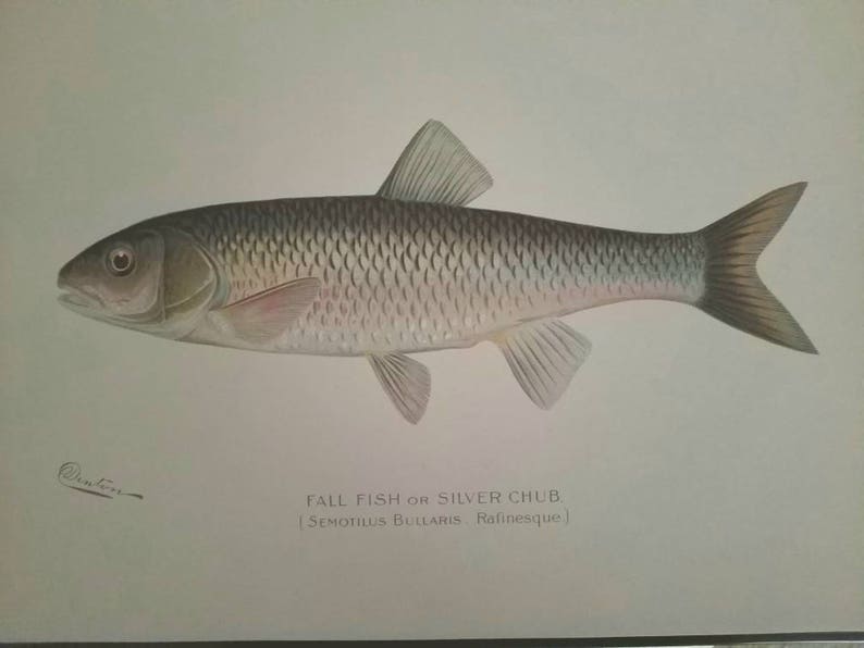 Denton Silver Chub Chromolithograph Antique Denton Print 1902 Semotilus Bullaris Lithograph Print Sherman F Fall Fish or Silver Chub