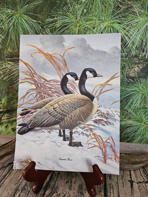 Canada Goose Male Female Athos Menaboni Color Book Plate