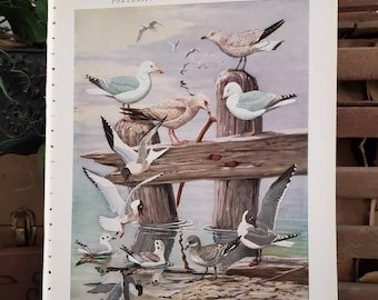 Louis Agassiz Fuertes Herring Gull, Laughing Gull, & Ring Billed Gull, Portraits of New England Birds / Original Book Plate  #2065
