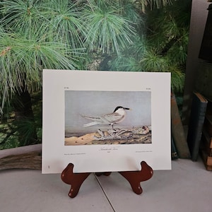 Sandwich Tern & Sooty Tern J. J. Audubon Bookplate 1980 Double Sided  #BP 431 / 432