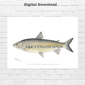 1902 The White Fish Print Denton Fish Digital Download of Antique  Instant Download Printable Fish Art