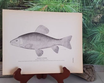 Antique "Goode's Sucker" Lithograph: 1884 U.S. Fisheries Print