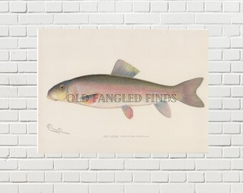 Red Horse Denton Fish Digital Download of Antique 1902 Signed / Instant Download Printable Fish Art