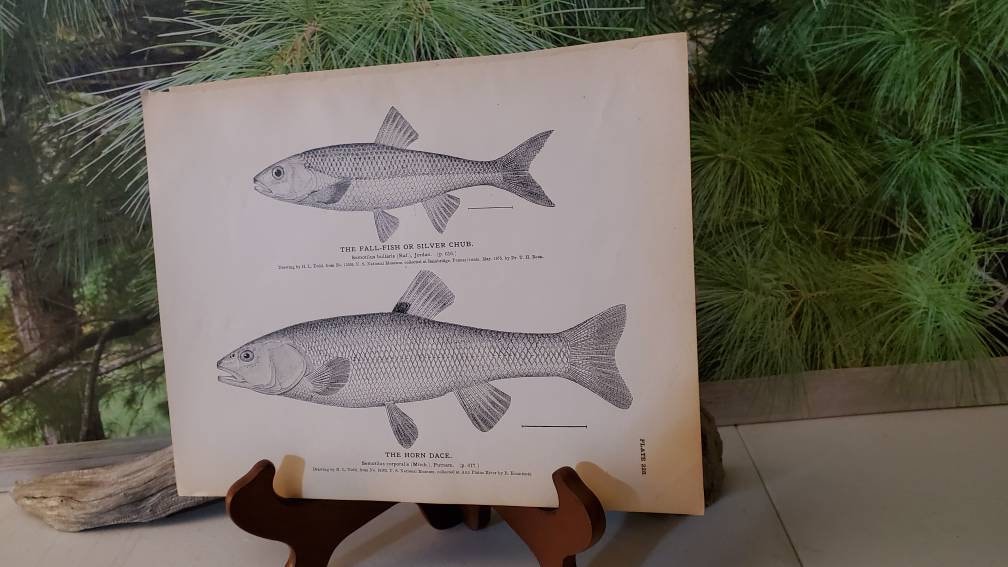 Couch 1878 Antique Fish 絵図 Antique Fish Lithograph, 1884 Silver Chub & Horn Dace Wall Art - Etsy