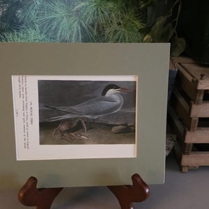 1950s John James Audubon Royal Tern / Cabot&#39;s Tern Color Bookplate (Mat Not Included) Double Sided Frameable Bird Wall Art