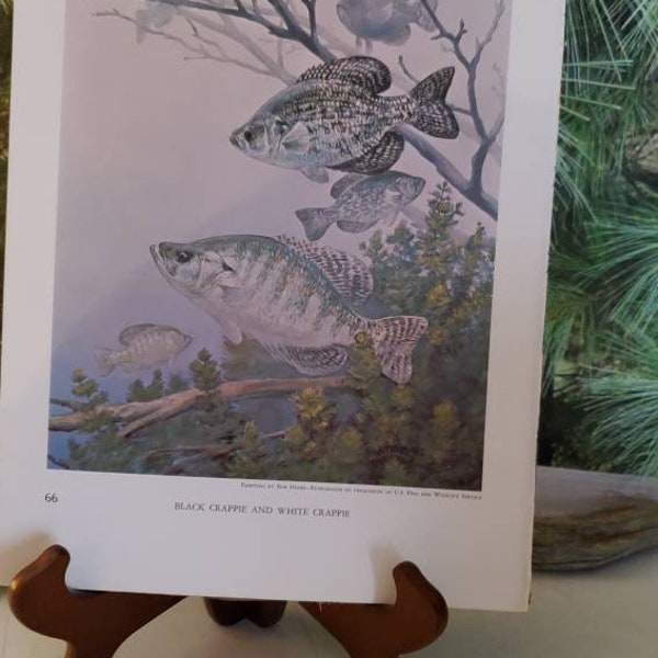Black Crappie, White Crappie & Favorite Baits for Fresh-Water Fishing 1972 Signed Double Sided Book Plate / Vintage Color Fish Wall Art