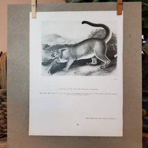 May include: A black and white illustration of a mountain lion, also known as a cougar, in a natural setting. The image is from a vintage book and includes the text "A FOUR-YEAR-OLD  NORTH AMERICAN MOUNTAIN LION, CATAMOUNT".