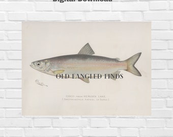 Cisco From Hemlock Lake Denton Fish Digital Download of Antique 1902 Signed / Instant Download Printable Fish Art