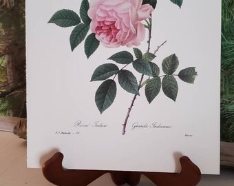 Pink Rosa Indica P. J. Redoute Flower Rose Book Plate 132 Vintage Floral Book Plate Frameable Wall Art Gift For Her Art Deco Home Decor