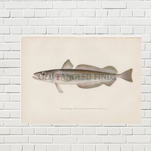 Whiting Denton Fish Digital Download of Antique 1907 Fish Print by Sherman F. Denton   / Instant Download Printable Fish Art