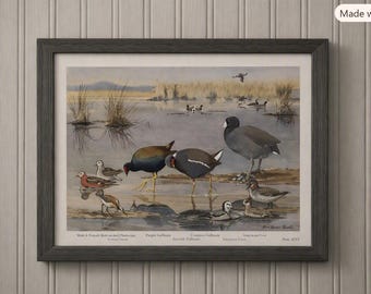 Louis Agassiz Fuertes Bird Print – Portraits of New England Birds #2165  (Frame NOT Included)