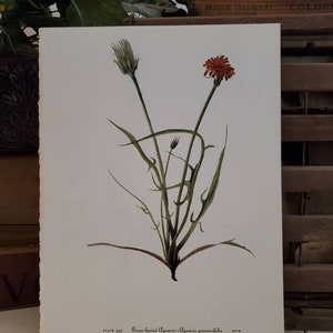 Mary Vaux Walcott Botanical Book Plate 399 - 400 Grass Leaved Agoseris & Woolly Agoseris  #2105